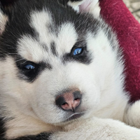 Cuccioli di siberian husky