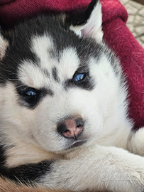Cuccioli di siberian husky