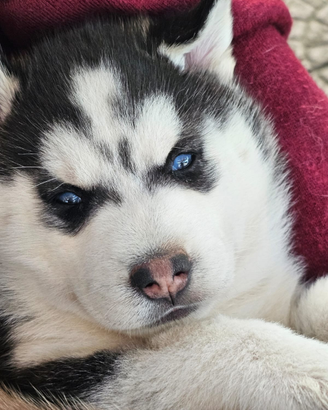 Cuccioli di siberian husky