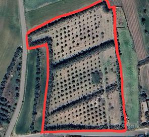 Lotto agricolo di 16000 mq