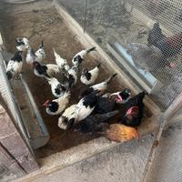 Pulcinotti di' Lakeinfender