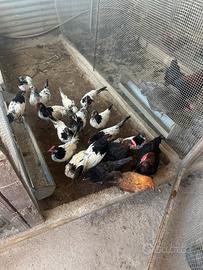 Pulcinotti di' Lakeinfender