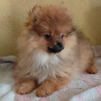 Spitz nano rosso