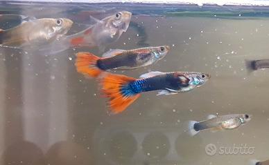 Pesci Guppy