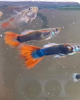Pesci Guppy