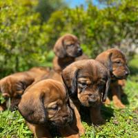 Cuccioli Dachsbracke