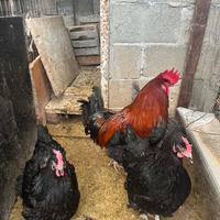 Marans