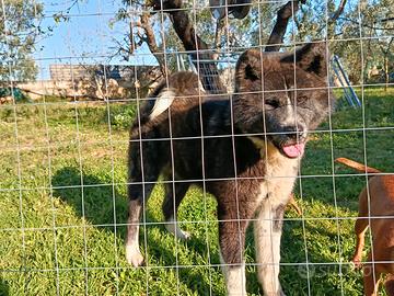 Akita Inu con pedigree