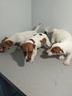jack-russell-zampa-corta-cuccioli