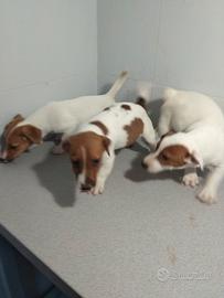 Jack russell zampa corta cuccioli