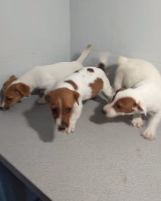 Jack russell zampa corta cuccioli