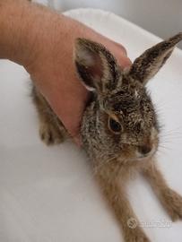 Lepre europea selvatica di purosangue