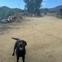 Labrador Retiver con Pedigree