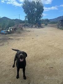 Labrador Retiver con Pedigree