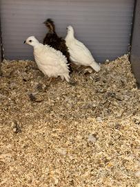 Colini virginia bianchi