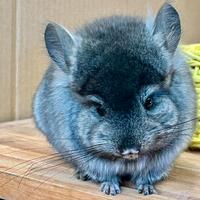 Cincillà Angora cucciolo