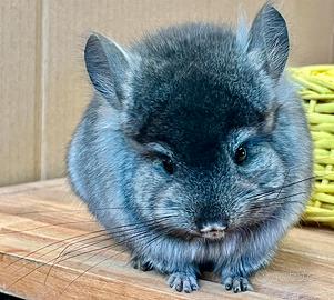 Cincillà Angora cucciolo