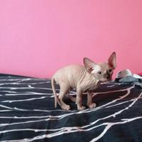 Cuccioli di Canadian Sphynx