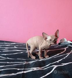 Cuccioli di Canadian Sphynx