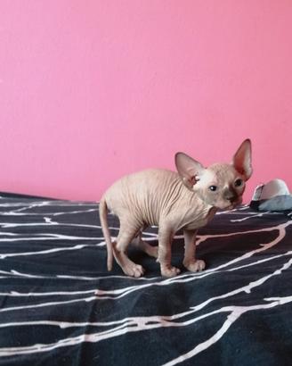 Cuccioli di Canadian Sphynx