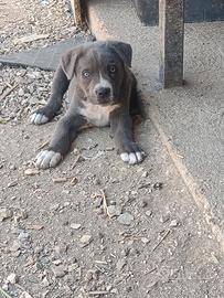 Cane corso