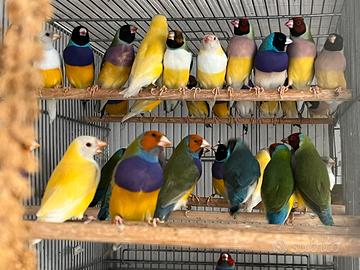Diamanti di gould