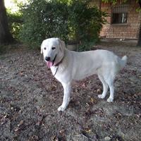 Luna Dolce Maremmana 2 Anni