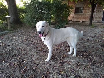 Luna Dolce Maremmana 2 Anni