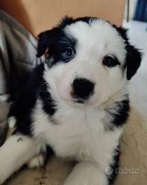 Pastore australiano maschio