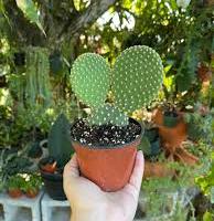 pianta grassa cactus opuntia