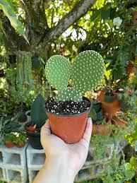 pianta grassa cactus opuntia