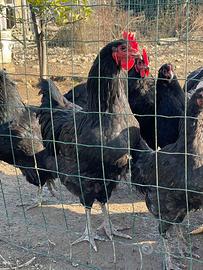 Australorp araucana