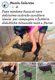 pecora Oussant  montone minuscolo nato a marzo