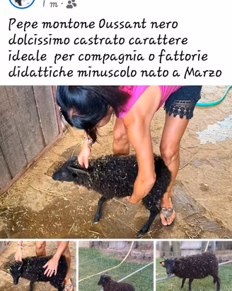 pecora Oussant  montone minuscolo nato a marzo