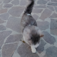 Regalarsi gatto