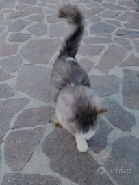 Regalarsi gatto