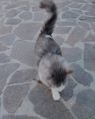 Regalarsi gatto