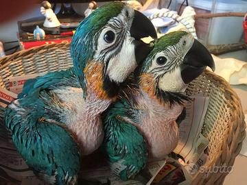 Pappagalli Ara Arauna