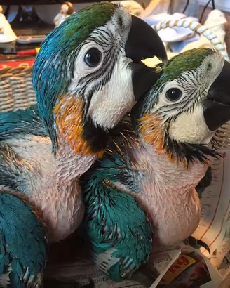 Pappagalli Ara Arauna