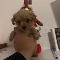 Maltipoo mini toy