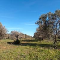 Terreno agricolo di 8 ha con uliveto