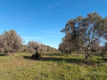 Terreno agricolo di 8 ha con uliveto