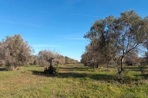 Terreno agricolo di 8 ha con uliveto