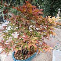 Acero palmato rosso
