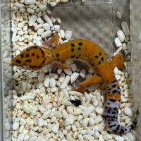 Geco Leopardino