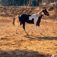 Super puledro pronto doma