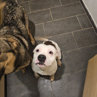Amstaff