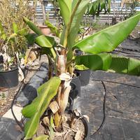 Piante di banano in vaso 