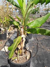 Piante di banano in vaso 