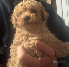 Barboncino toy Nero e red